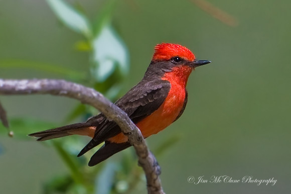 Vermillion Flycatcher