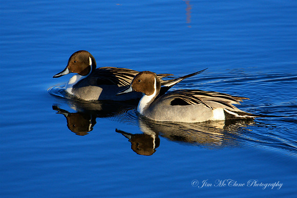 Pintails