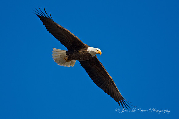 Eagle Wingspan, Big Bear Lake