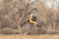 Northern Harrier, New Mexico