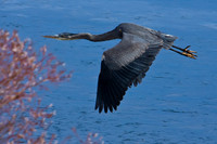 Blue Heron Flying Low, Big Bear Lake